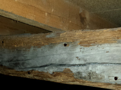 traiter-charpente-aude-termite-bois