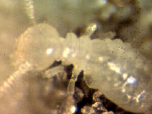 termite-aude-label-vert-produit-traiter